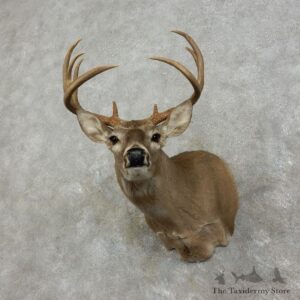 Whitetail Deer Shoulder Mount #17531 For Sale - The Taxidermy Store