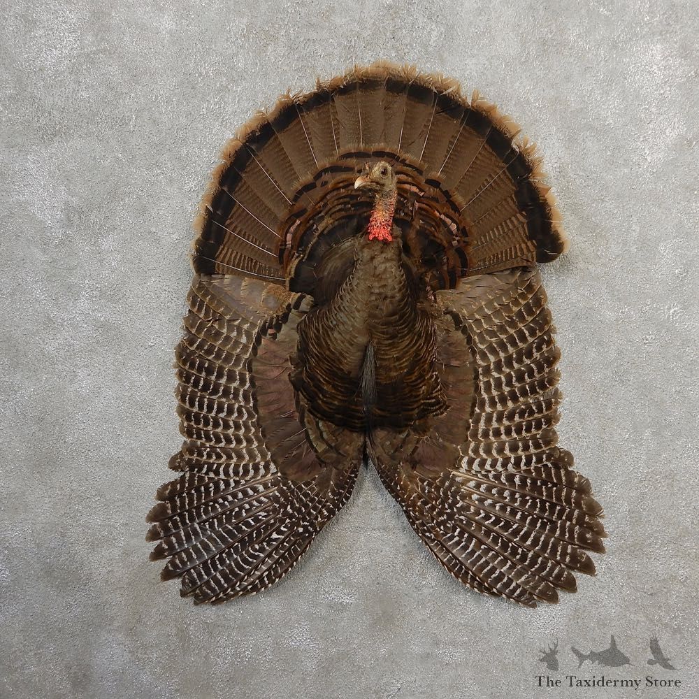Eastern Wild Turkey Half Life Size Mount #21142 For Sale @ The Taxidermy Store