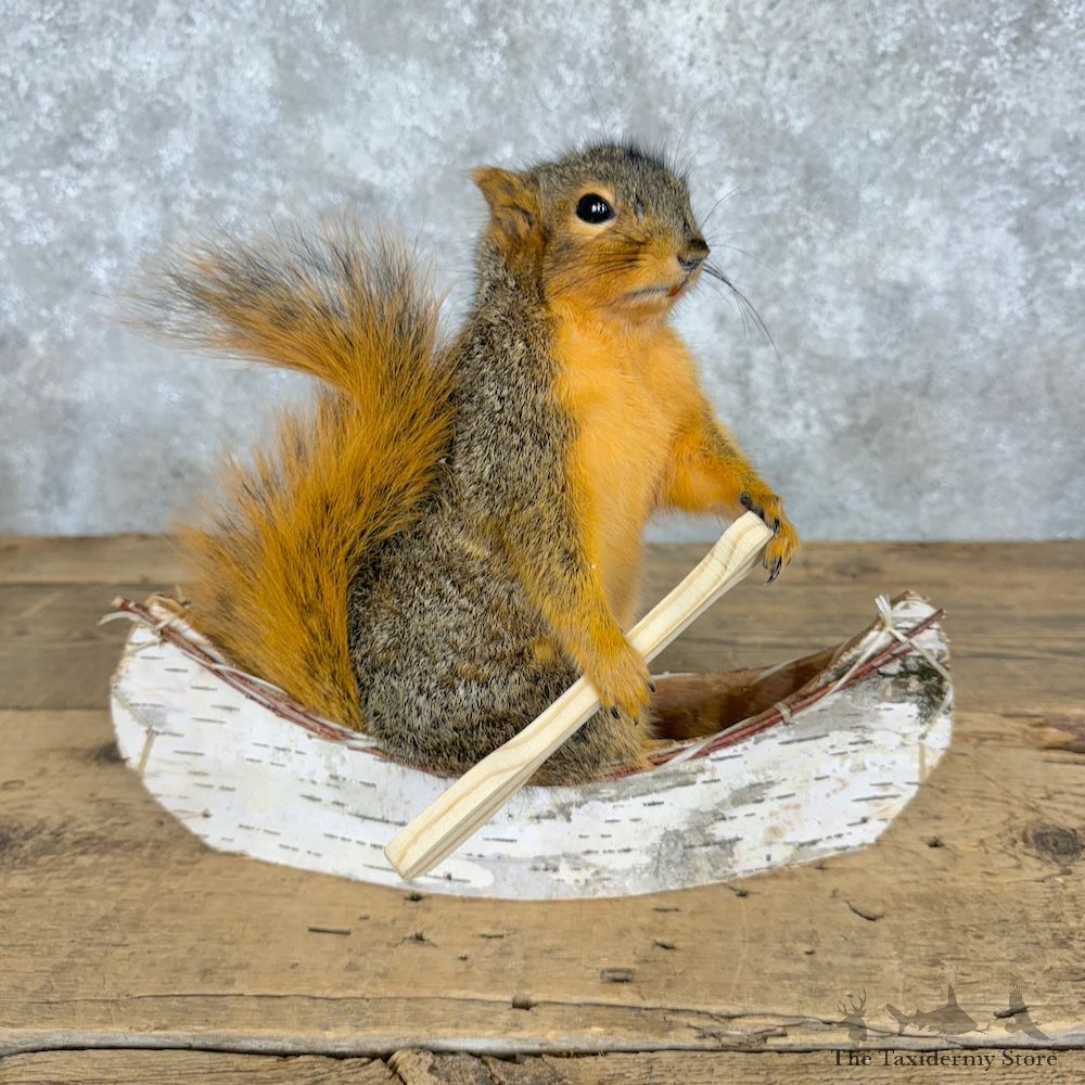 Canoe Fox Squirrel Novelty Mount For Sale #29500 @ The Taxidermy Store