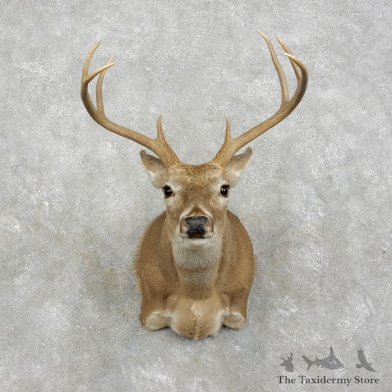 Whitetail Deer Shoulder Mount #17522 For Sale - The Taxidermy Store