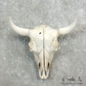 Buffalo Bison Skull Mount For Sale #17696 @ The Taxidermy Store