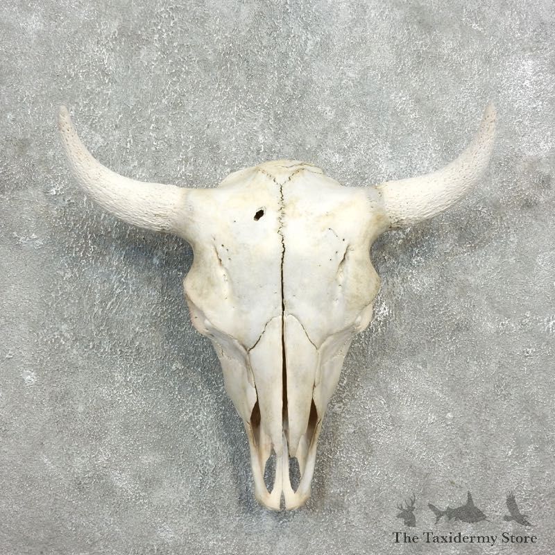 Buffalo Bison Skull Mount For Sale #17696 @ The Taxidermy Store