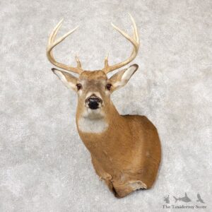 Whitetail Deer Shoulder Mount #18829 For Sale - The Taxidermy Store