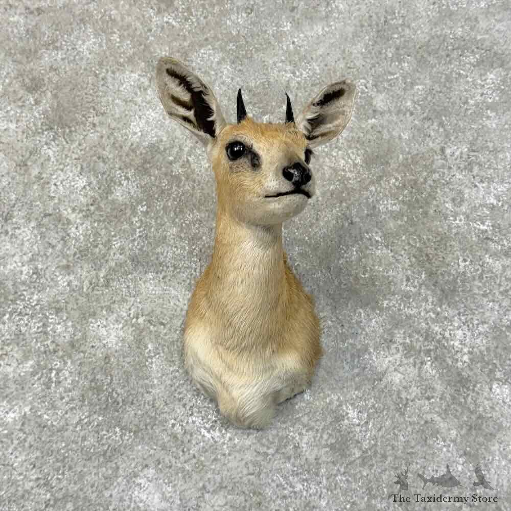 Sharpes Grysbok Shoulder Mount For Sale #31305 @ The Taxidermy Store