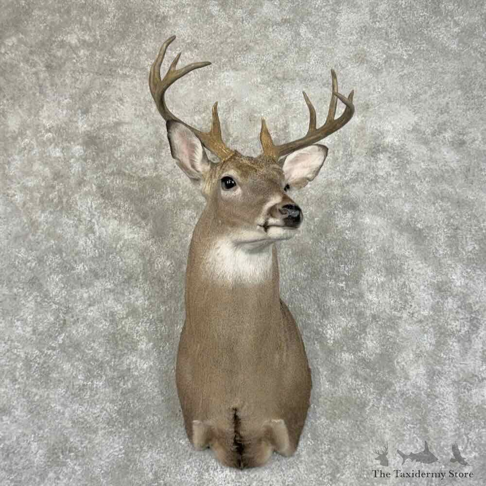 Whitetail Deer Shoulder Mount For Sale #31495 @ The Taxidermy Store