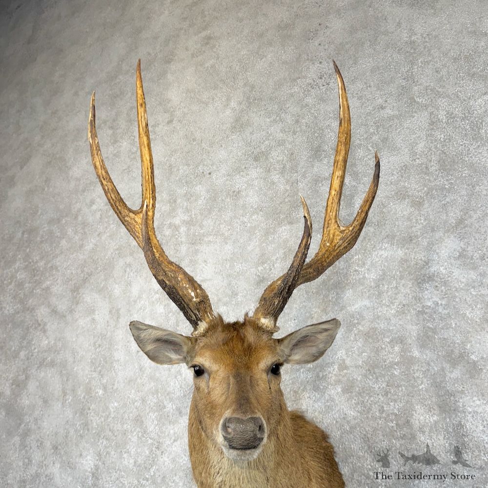 Rusa Deer Shoulder Mount For Sale #29862 @ The Taxidermy Store