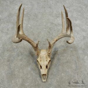 Whitetail Deer Skull European Mount For Sale #16880 @ The Taxidermy Store