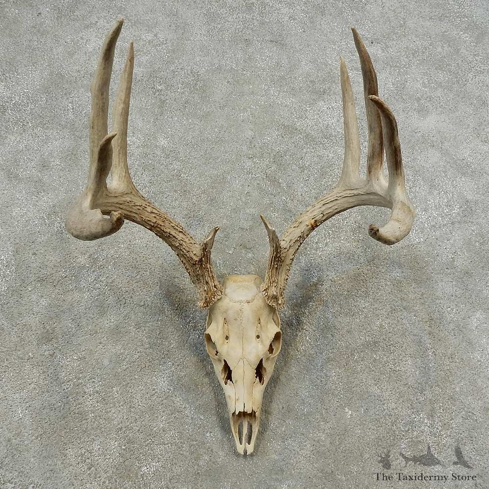 Whitetail Deer Skull European Mount For Sale #16880 @ The Taxidermy Store