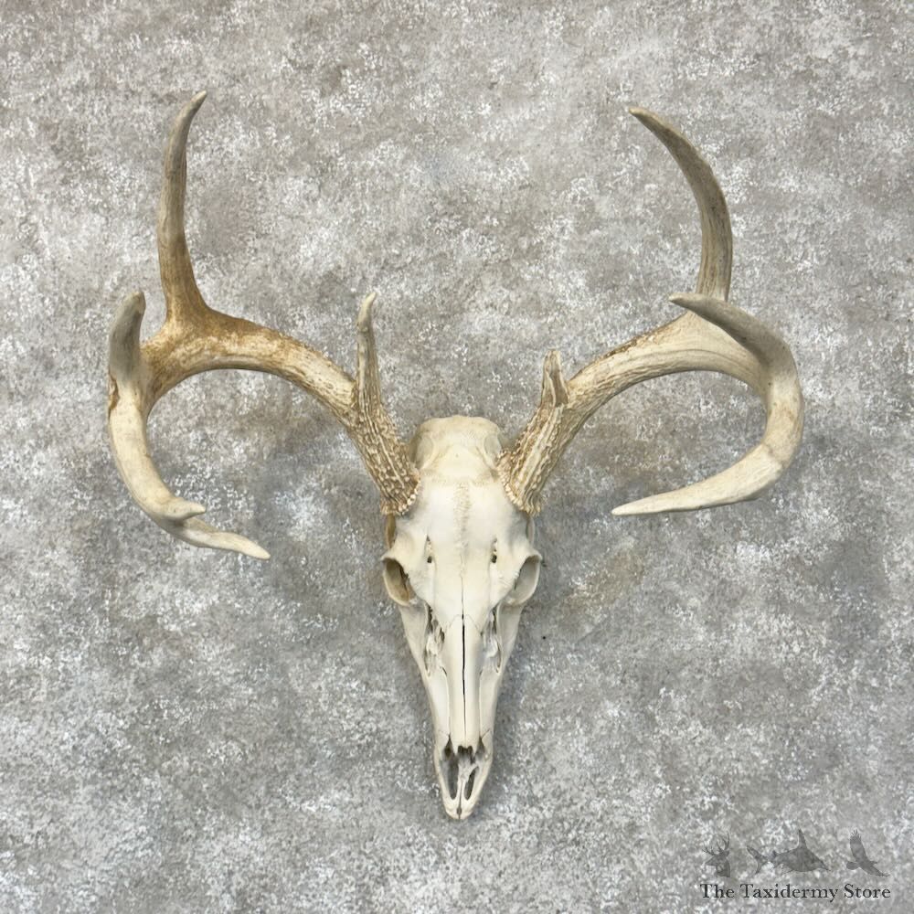 Whitetail Deer Skull European Mount For Sale #28811 @ The Taxidermy Store