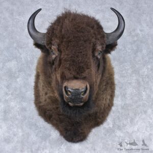 Buffalo (Bison) Shoulder Mount #12502 For Sale @ The Taxidermy Store