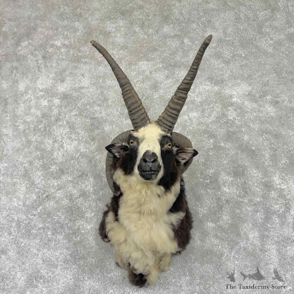 Jacobs Four Horn Ram Shoulder Mount For Sale #32361 @ The Taxidermy Store