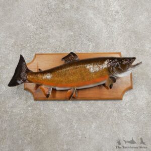Brook Trout Fish Mount For Sale #20941 @ The Taxidermy Store