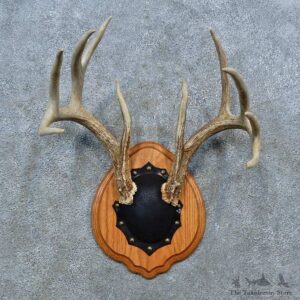 Whitetail Deer Antler Plaque Mount For Sale #15363 @ The Taxidermy Store
