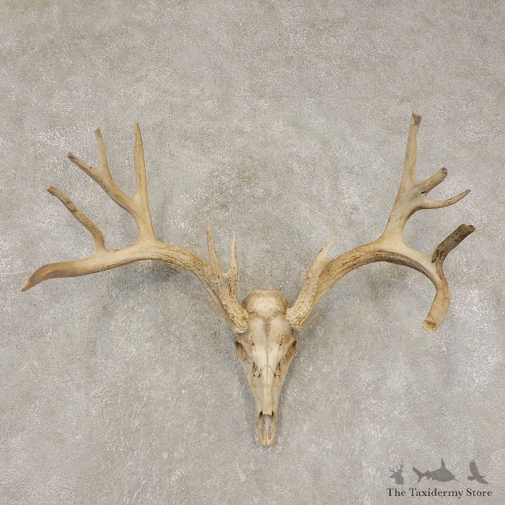 Mule Deer Taxidermy Skull Antler Mount #21445 For Sale @ The Taxidermy Store