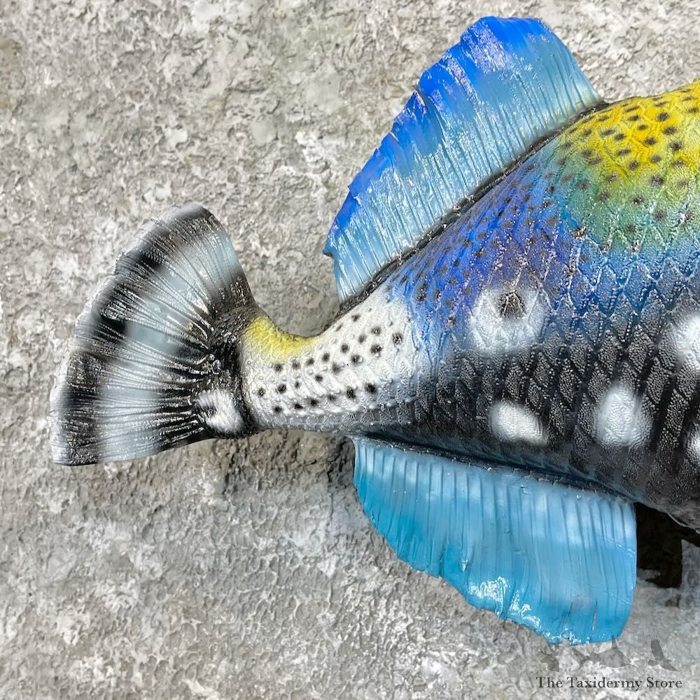 Clown Triggerfish Taxidermy Mount For Sale #27814 @ The Taxidermy Store