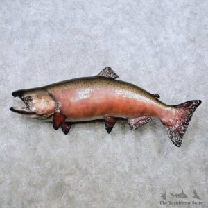 King Salmon Fish Mount For Sale #14366 @ The Taxidermy Store