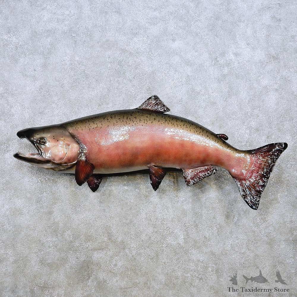 King Salmon Fish Mount For Sale #14366 @ The Taxidermy Store
