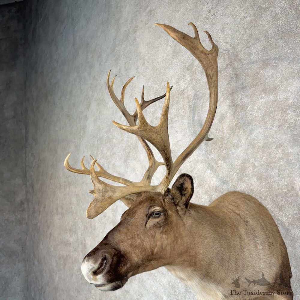 Barren Ground Caribou Shoulder Mount For Sale #29959 @ The Taxidermy Store