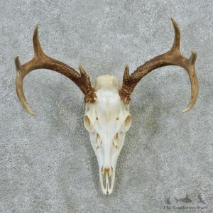 Whitetail Skull & Antlers Taxidermy European Mount #12876 For Sale @ The Taxidermy Store