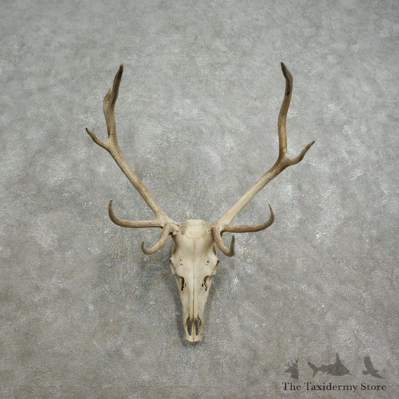 Rocky Mountain Elk Skull European Mount For Sale #17587 @ The Taxidermy Store