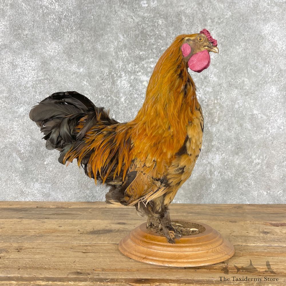 Domestic Chicken Rooster Bird Mount For Sale #26784 @ The Taxidermy Store