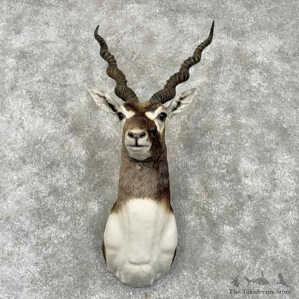 India Blackbuck Shoulder Mount For Sale #30391 @ The Taxidermy Store