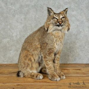 Bobcat Life-Size Mount For Sale #16237 @ The Taxidermy Store