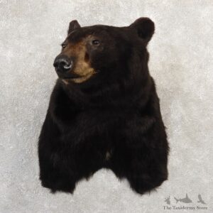Black Bear Shoulder Mount For Sale #20783 @ The Taxidermy Store