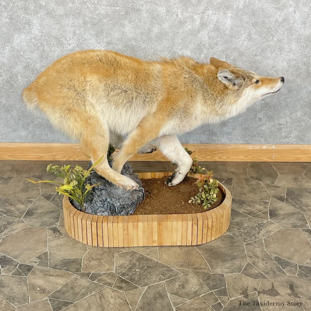 Strawberry Coyote Life Size Mount For Sale #28701 @ The Taxidermy Store