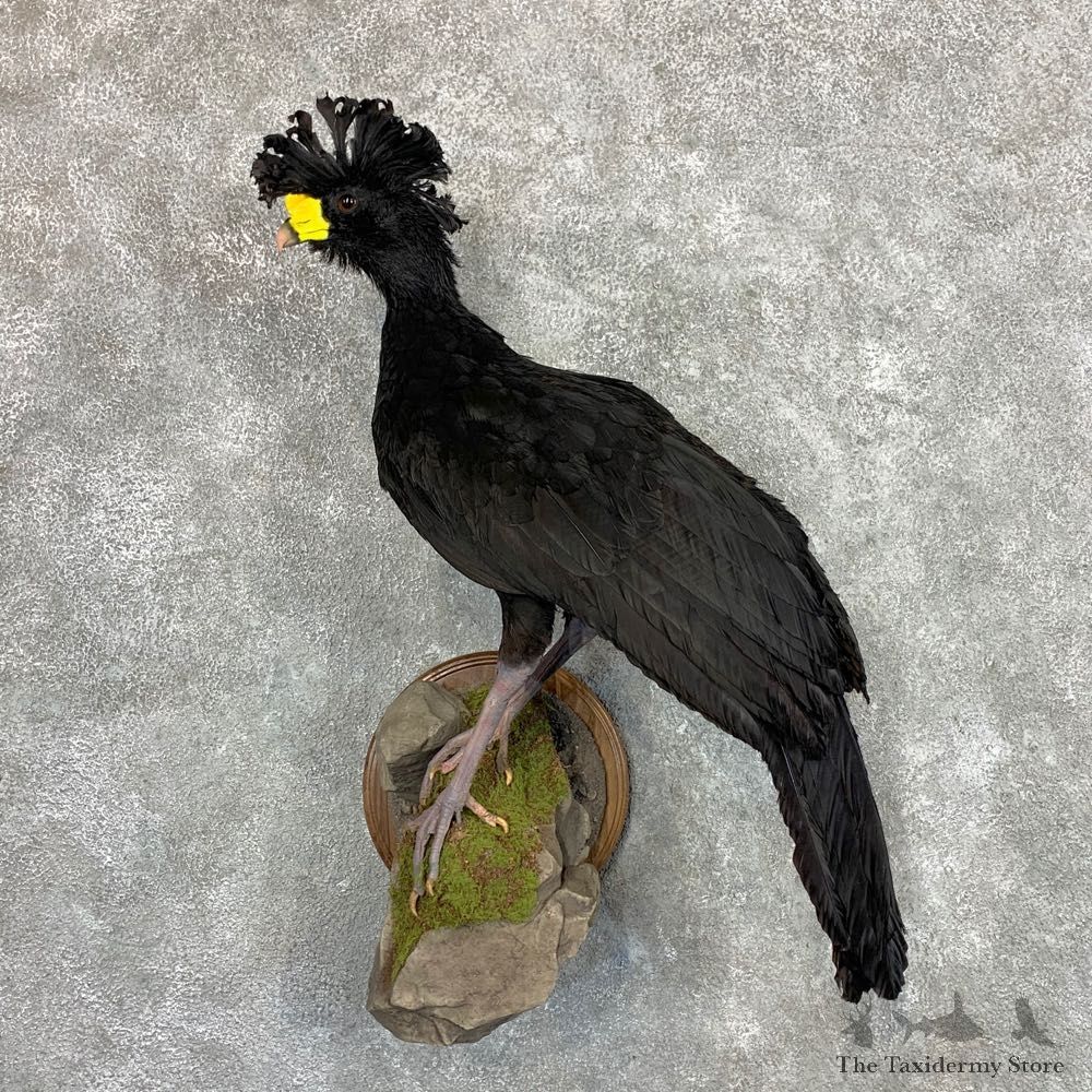 Great Curassow Taxidermy Bird Mount #22898 For Sale @ The Taxidermy Store