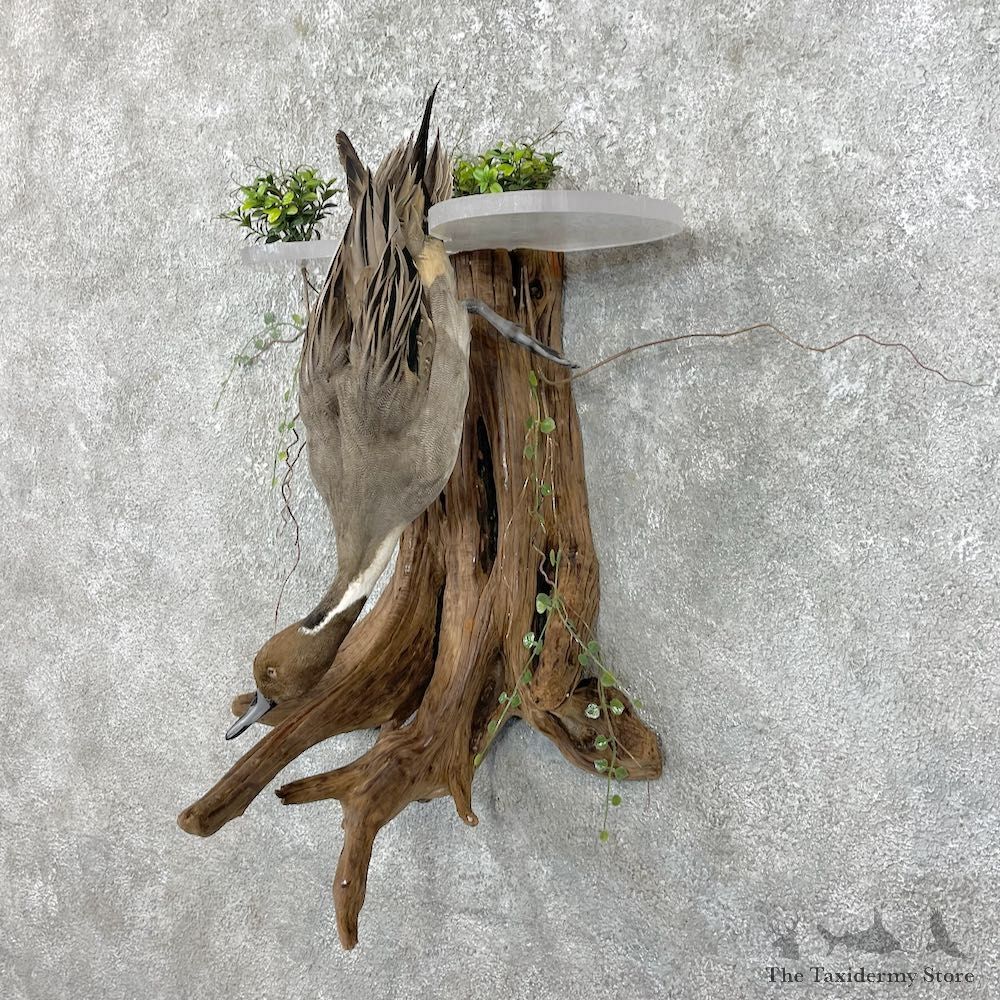 Pintail Duck Bird Taxidermy Mount For Sale #25017 @ The Taxidermy Store