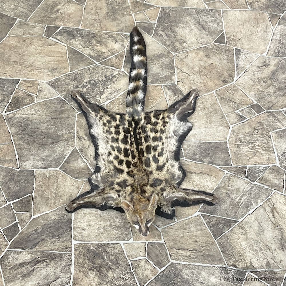African Genet Cat Full Size Mount For Sale #26287 @ The Taxidermy Store