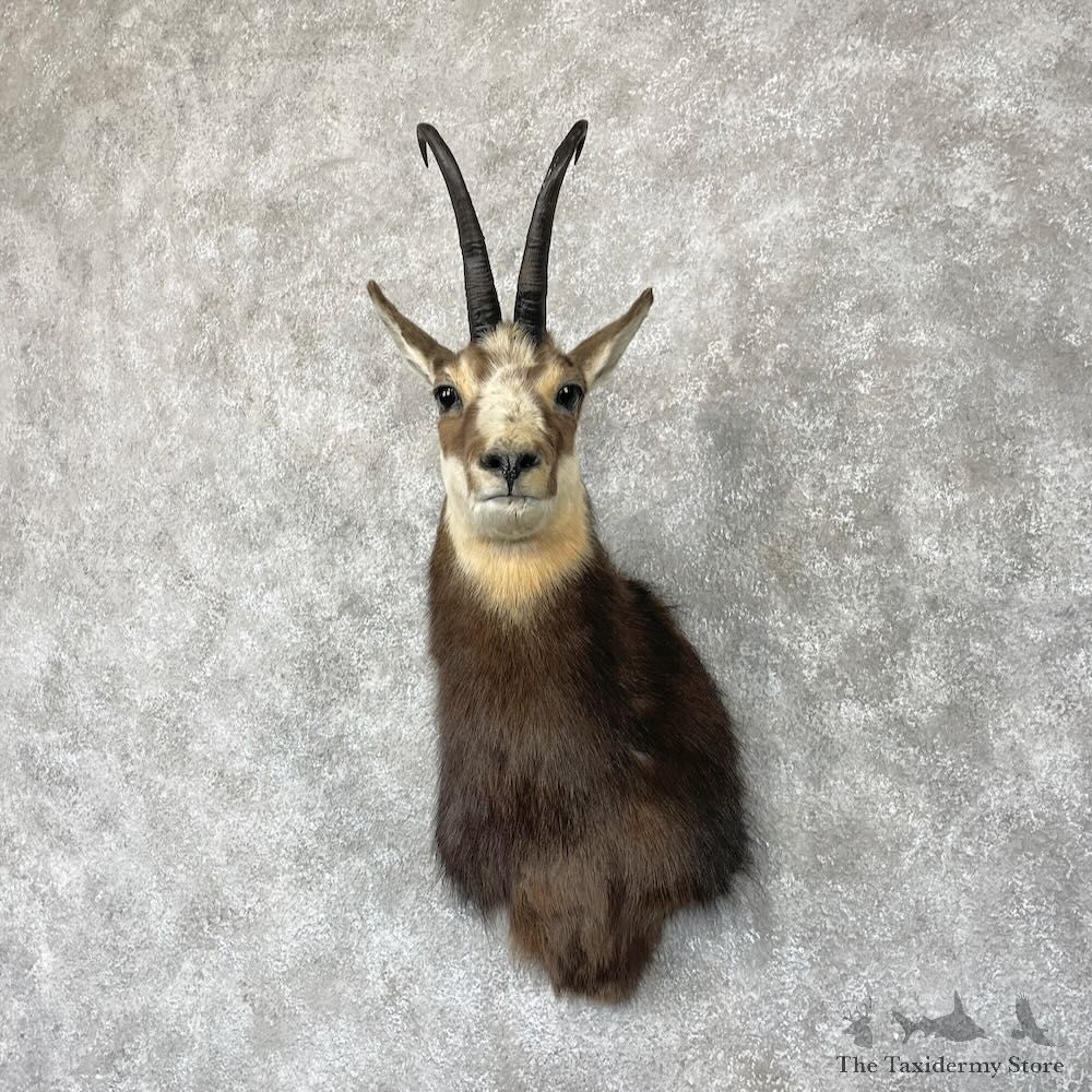 South Pacific Chamois Shoulder Mount For Sale #28264 @ The Taxidermy Store