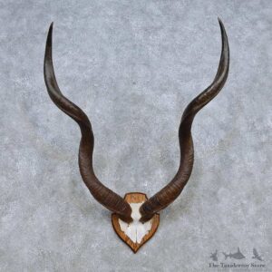 African Kudu Horn Plaque Taxidermy Mount For Sale #14498 @ The Taxidermy Store
