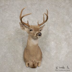 Coues Deer Shoulder Mount For Sale #20436 @ The Taxidermy Store