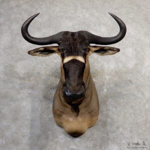 Nyasa Wildebeest Shoulder Mount For Sale #19054 - The Taxidermy Store