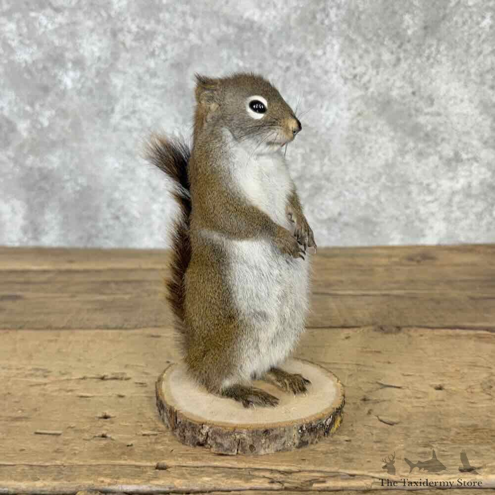 Red Pine Squirrel Mount For Sale #32240 @ The Taxidermy Store