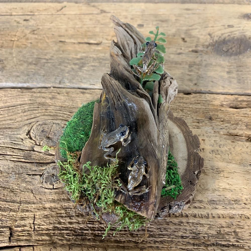 Spring Peeper Taxidermy Mount For Sale #21550 @ The Taxidermy Store