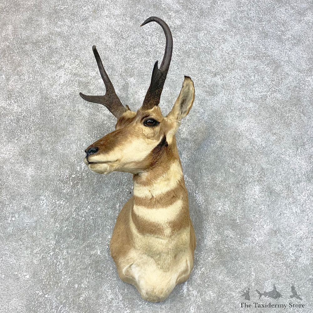Pronghorn Antelope Shoulder Mount For Sale #23991 @ The Taxidermy-Store