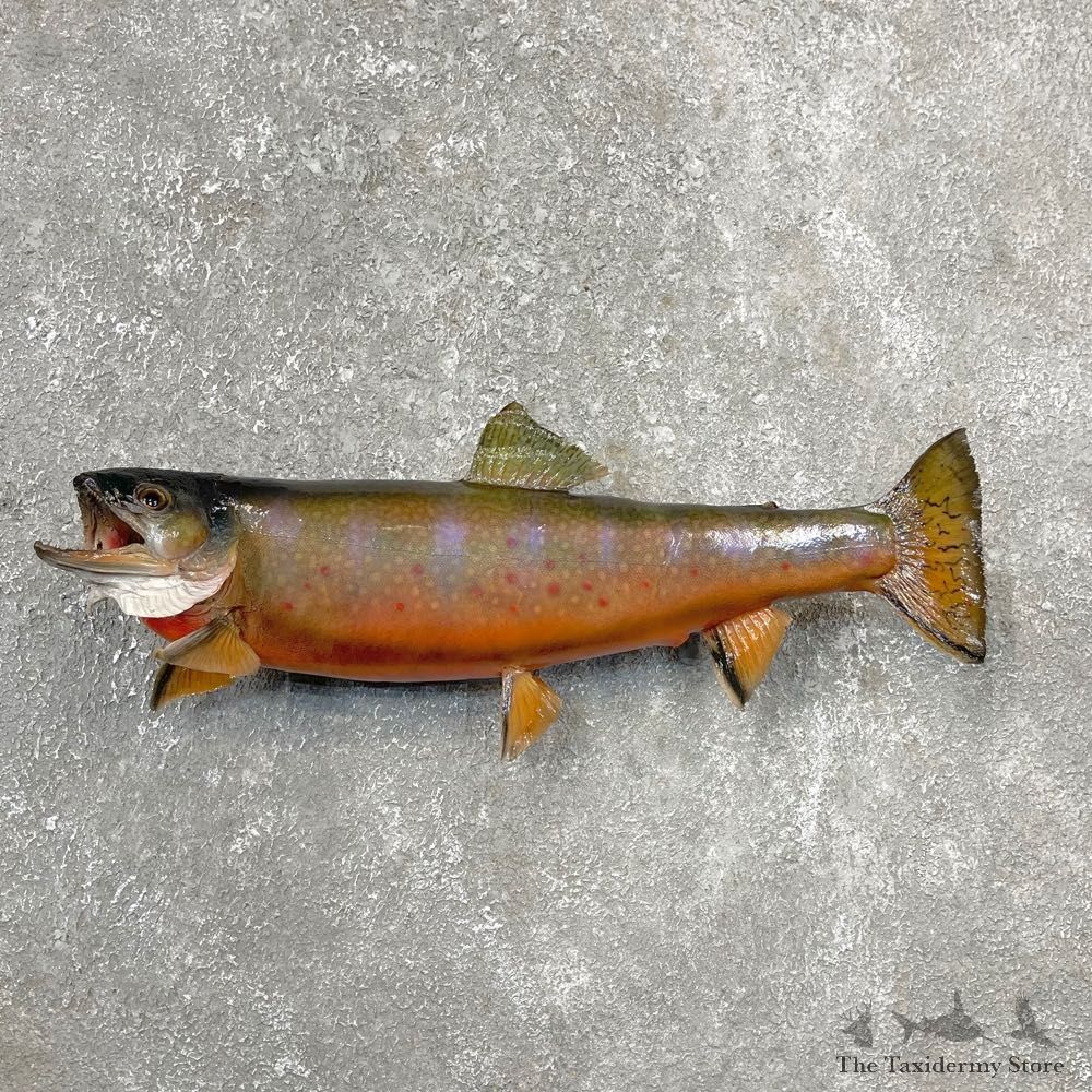 Brook Trout Fish Mount For Sale #24395 @ The Taxidermy Store