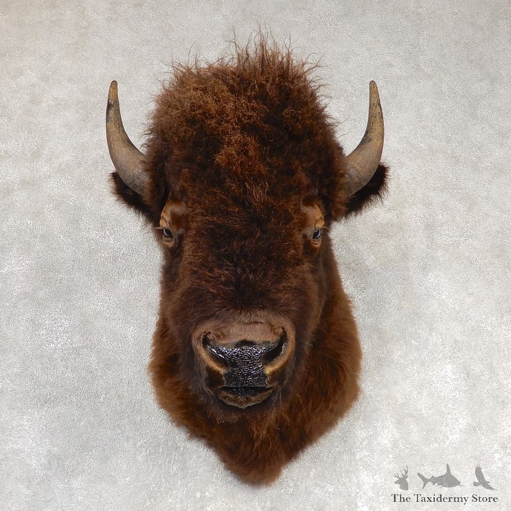 American Buffalo Shoulder Taxidermy Mount For Sale #21304 @ The Taxidermy Store