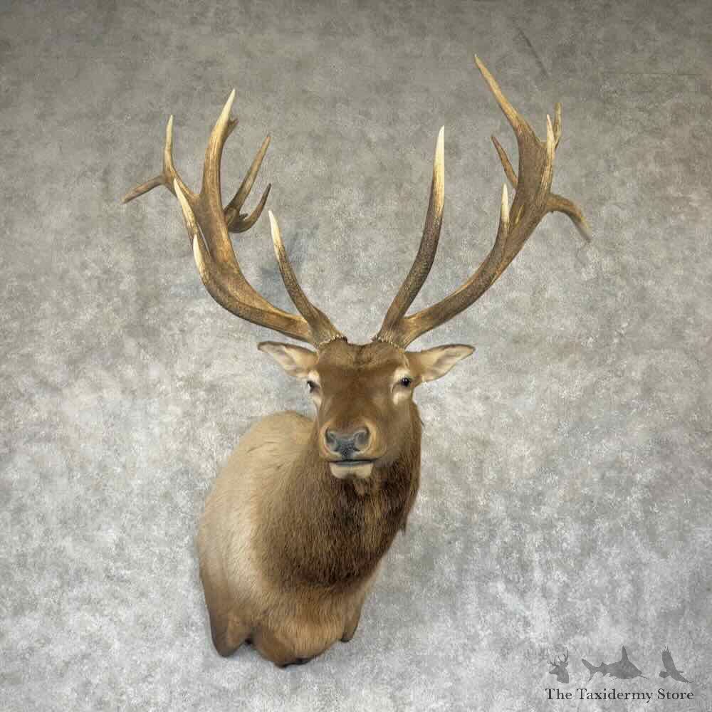Rocky Mountain Elk Shoulder Mount For Sale #31516 @ The Taxidermy Store