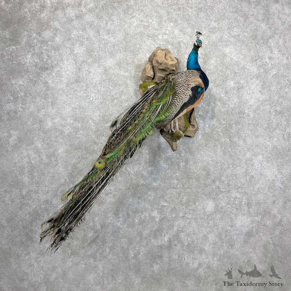Blue Indian Peacock Bird Mount For Sale #27076 @ The Taxidermy Store