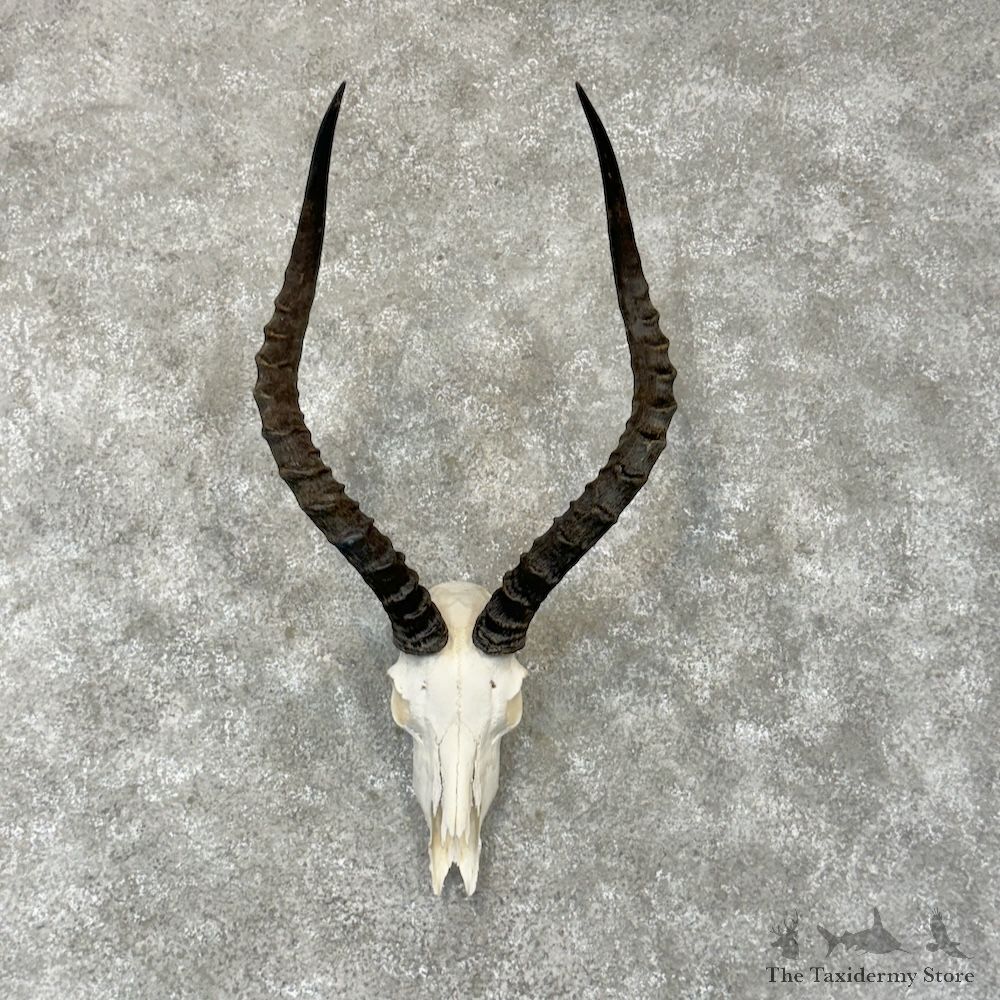 Impala Skull & Horn European Mount For Sale #29783 @ The Taxidermy Store
