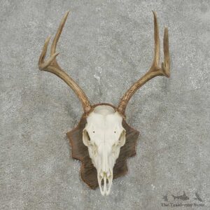 Whitetail Deer Skull European Mount For Sale #15930 @ The Taxidermy Store
