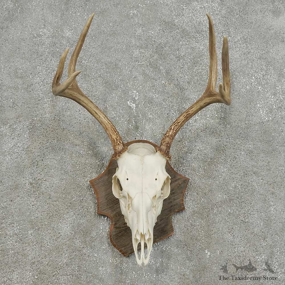 Whitetail Deer Skull European Mount For Sale #15930 @ The Taxidermy Store