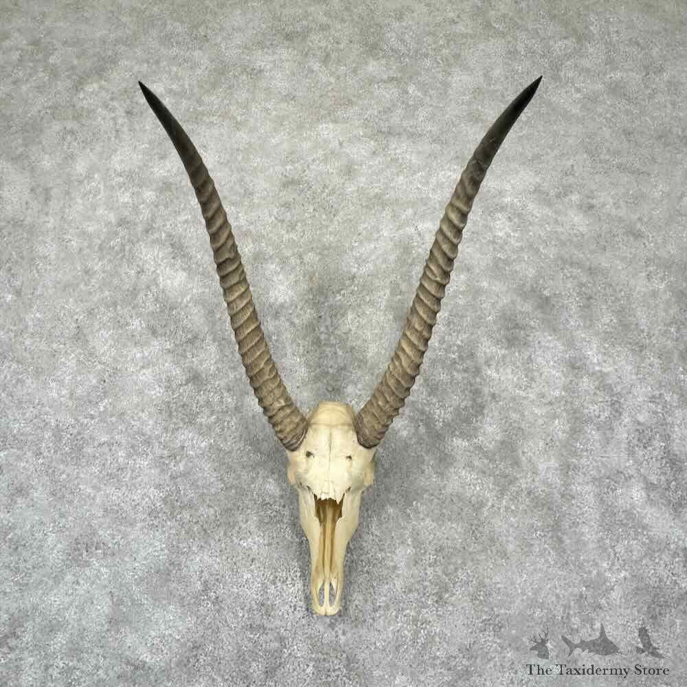 Common Waterbuck Skull European Mount For Sale #32323 @ The Taxidermy Store