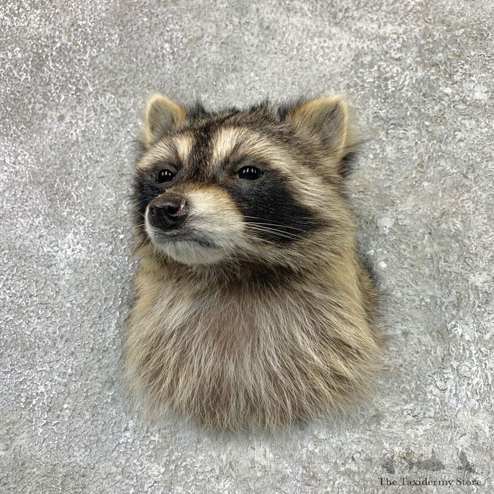 Raccoon Shoulder Mount For Sale #22991 @ The Taxidermy Store