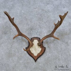 Fallow Deer Skull Antler European Mount For Sale #14785 @ The Taxidermy Store