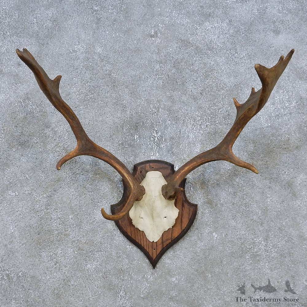 Fallow Deer Skull Antler European Mount For Sale #14785 @ The Taxidermy Store